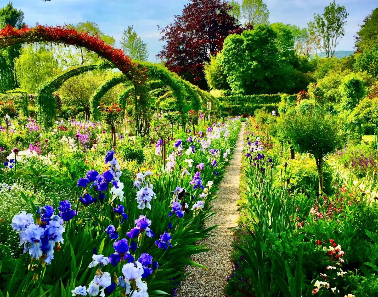 The Irises' Parade