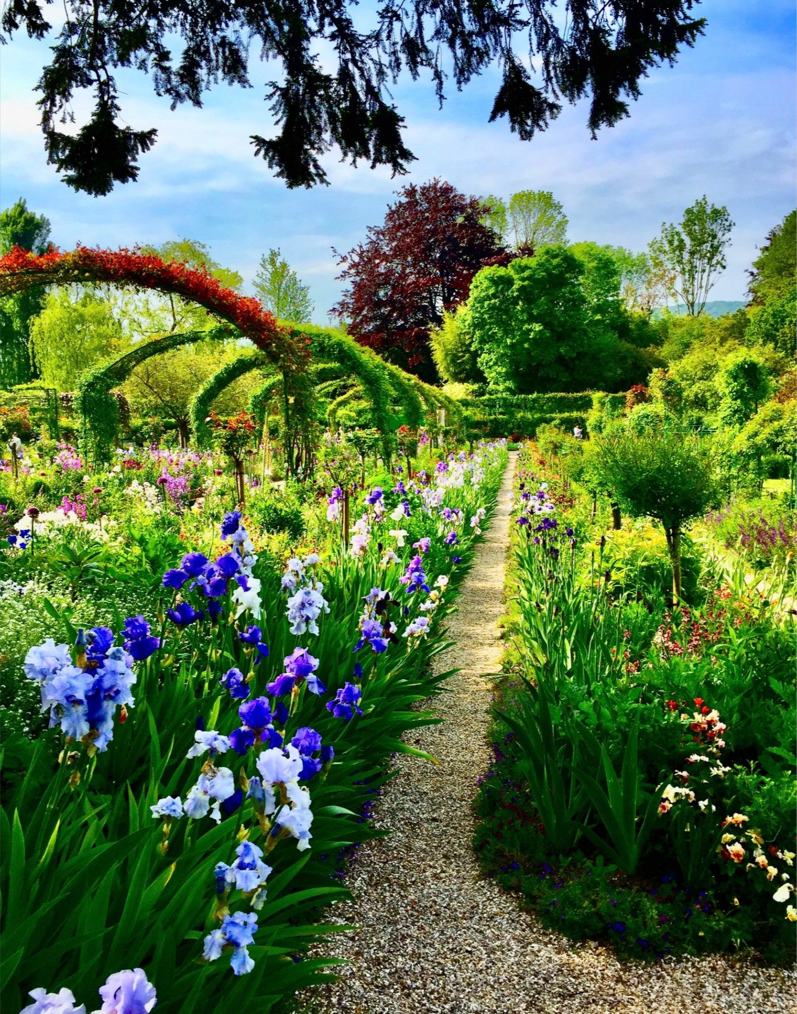 Path of Irises - Fine Art