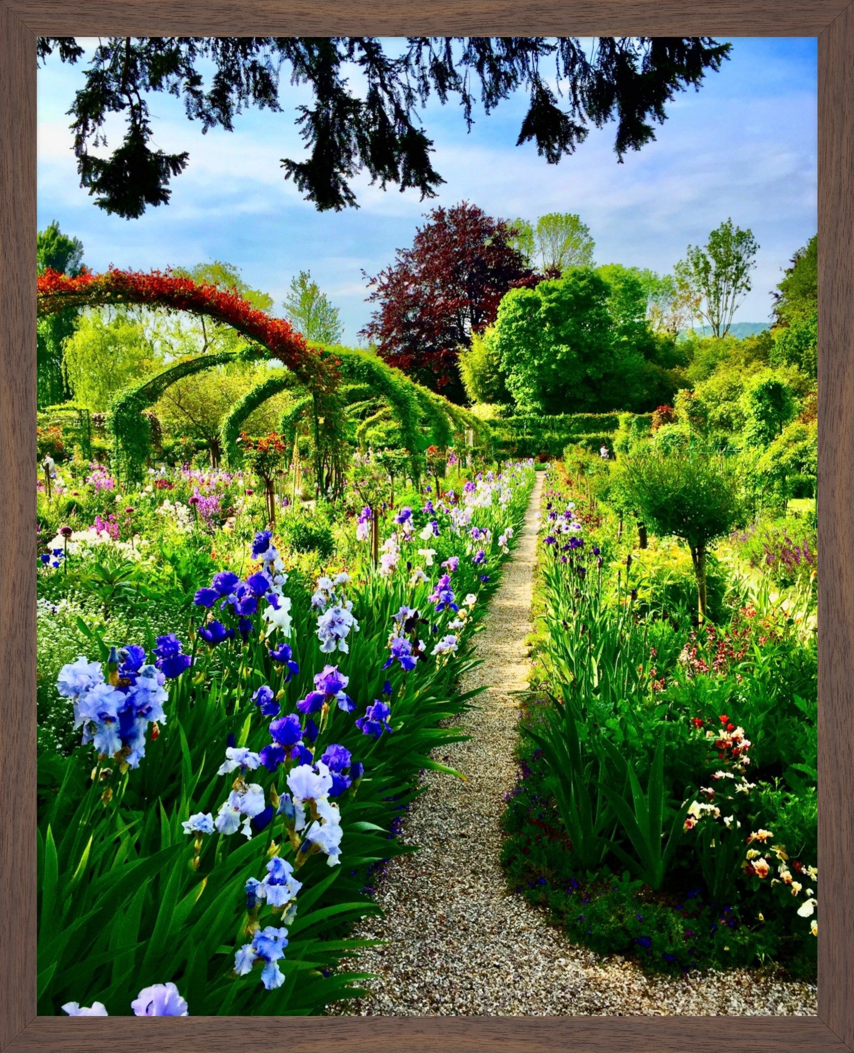 Path of Irises - Fine Art