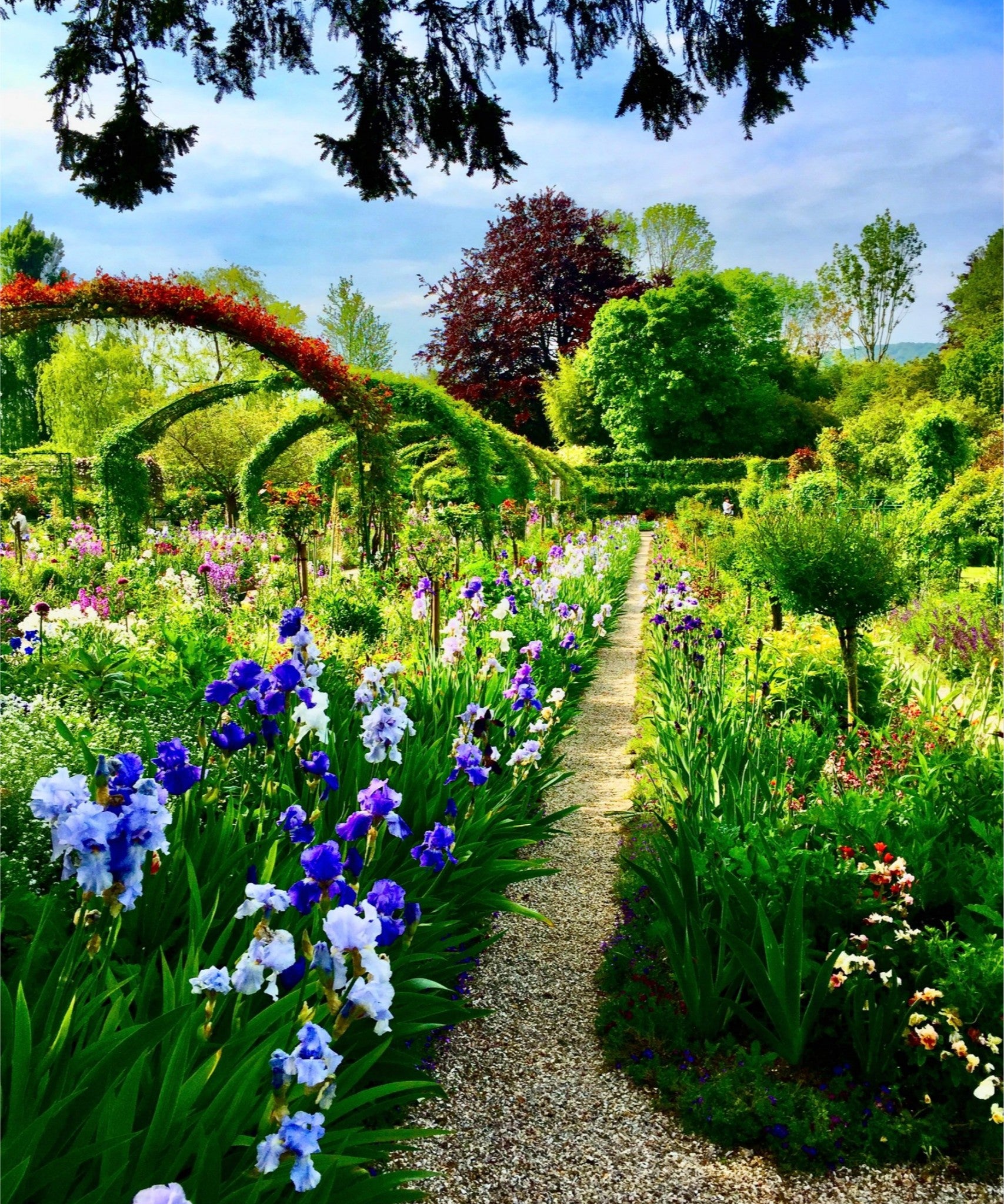 Path of Irises - Fine Art