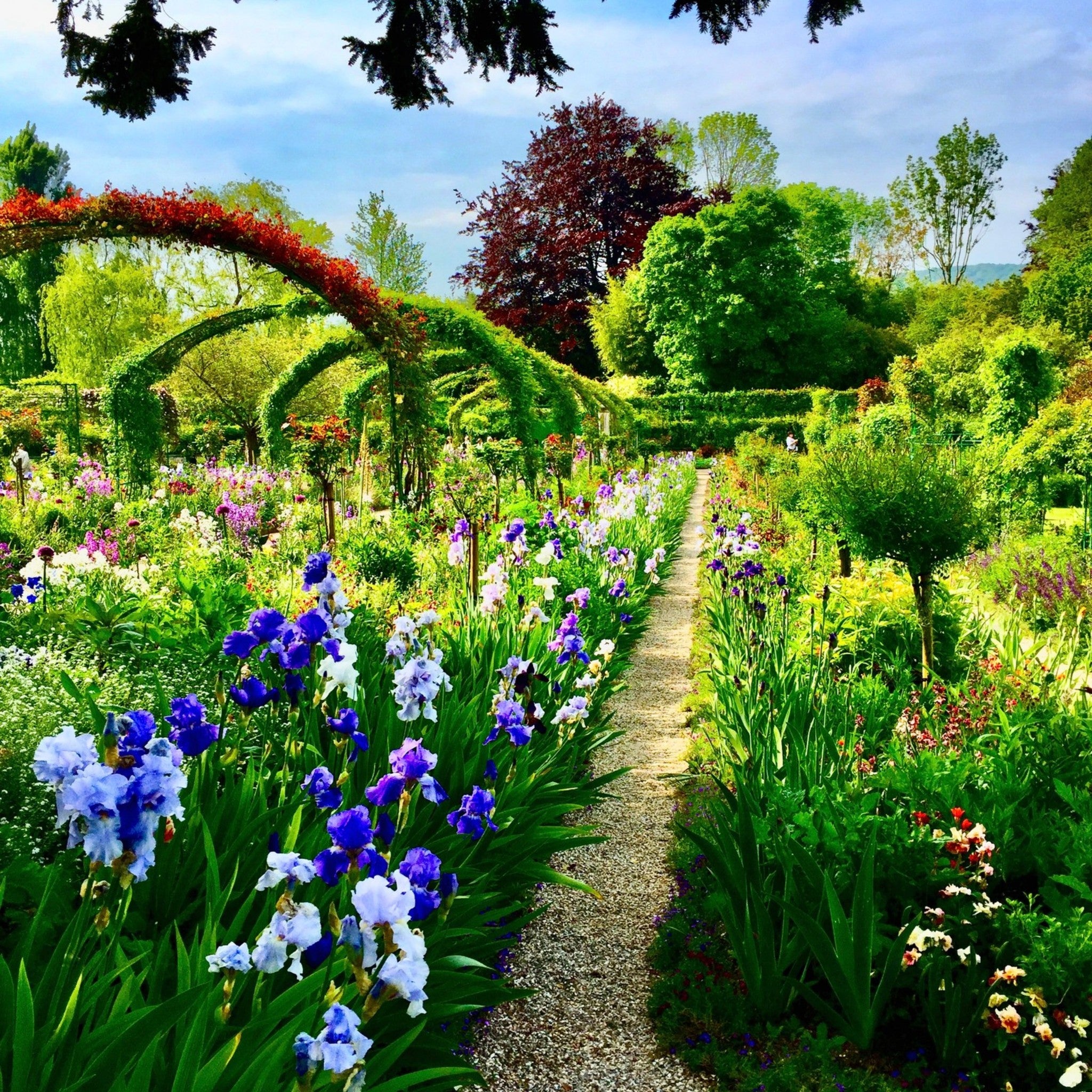 Path of Irises - Fine Art