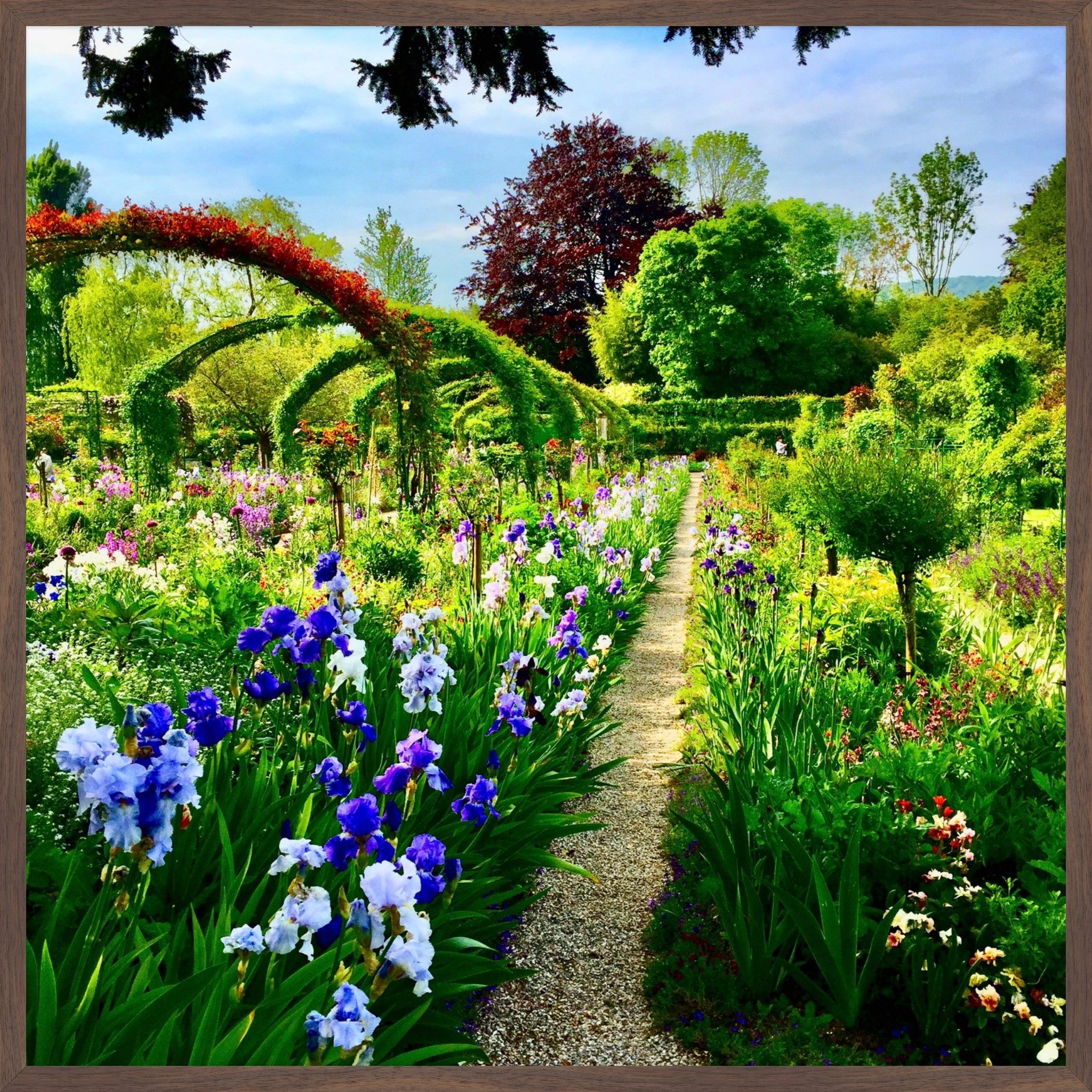 Path of Irises - Fine Art