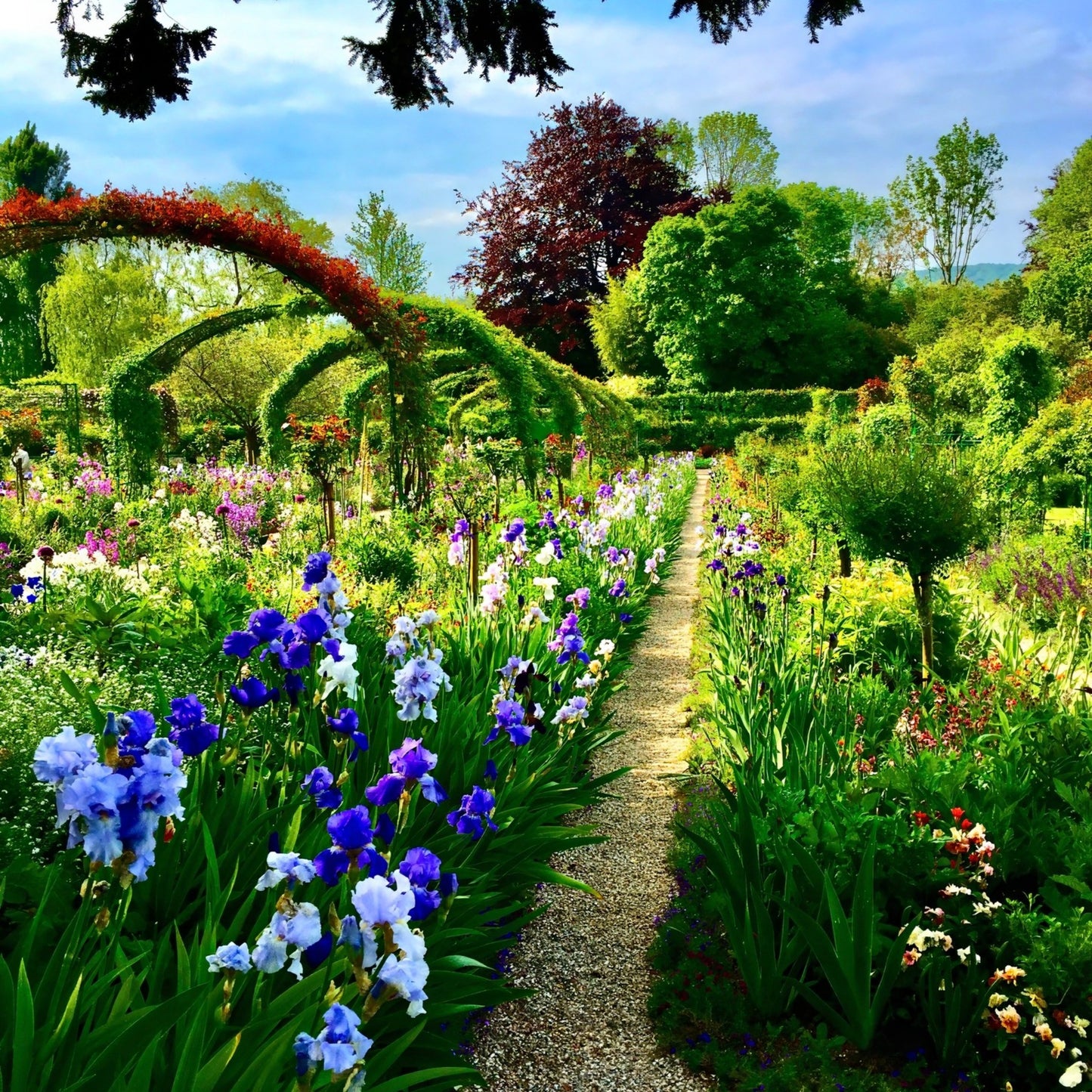 Path of Irises - Acrylic