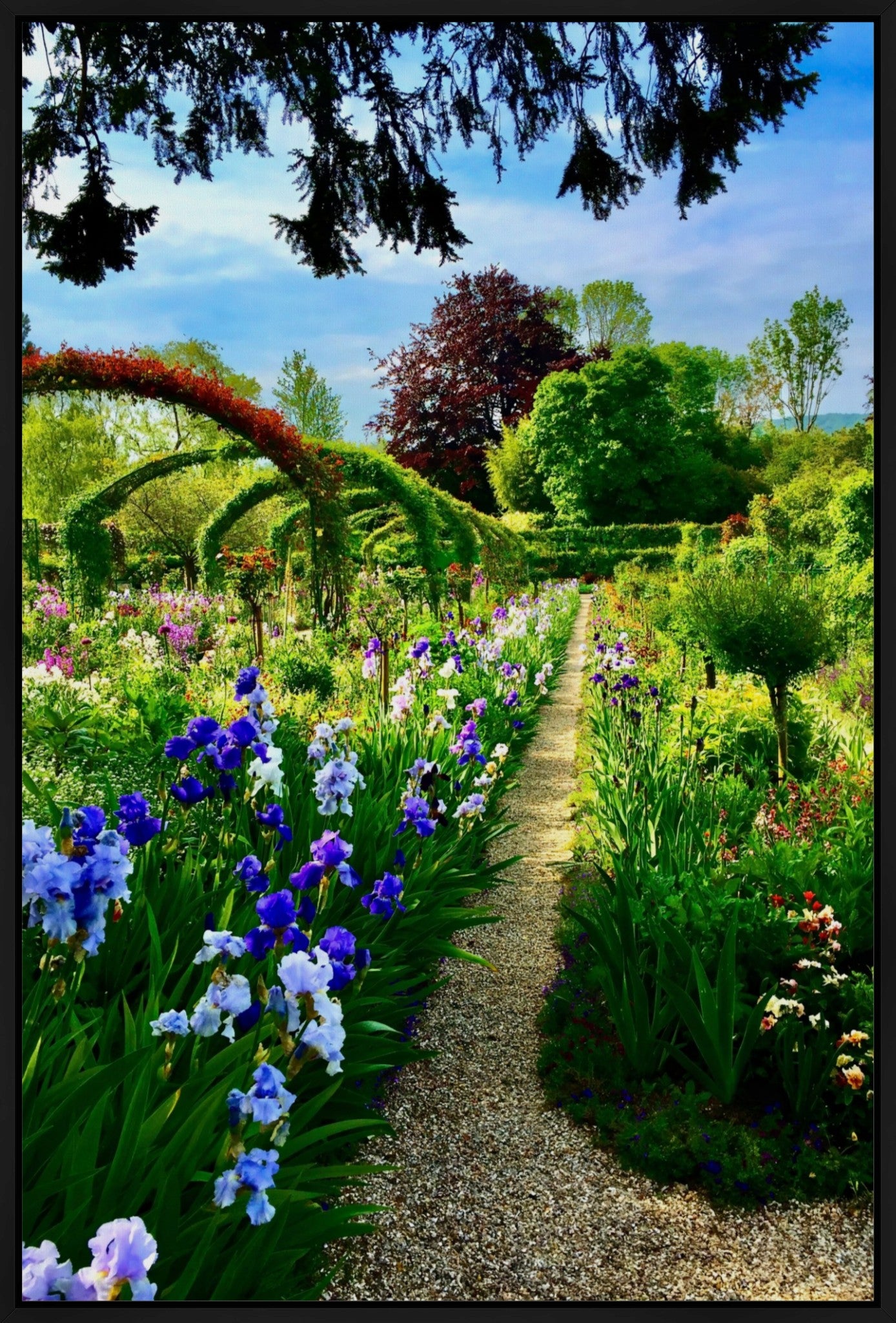Path of Irises - Canvas