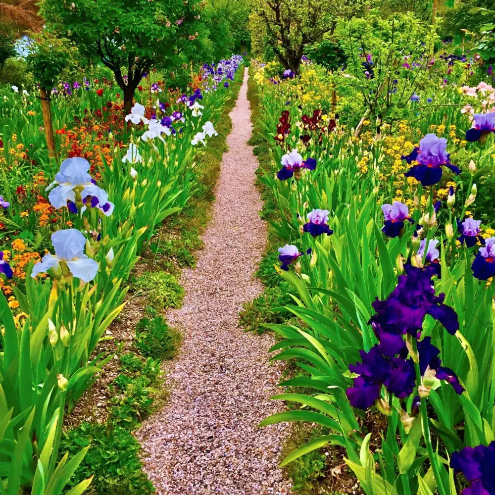 In Claude Monet's Garden: The Iris Parade - Acrylic