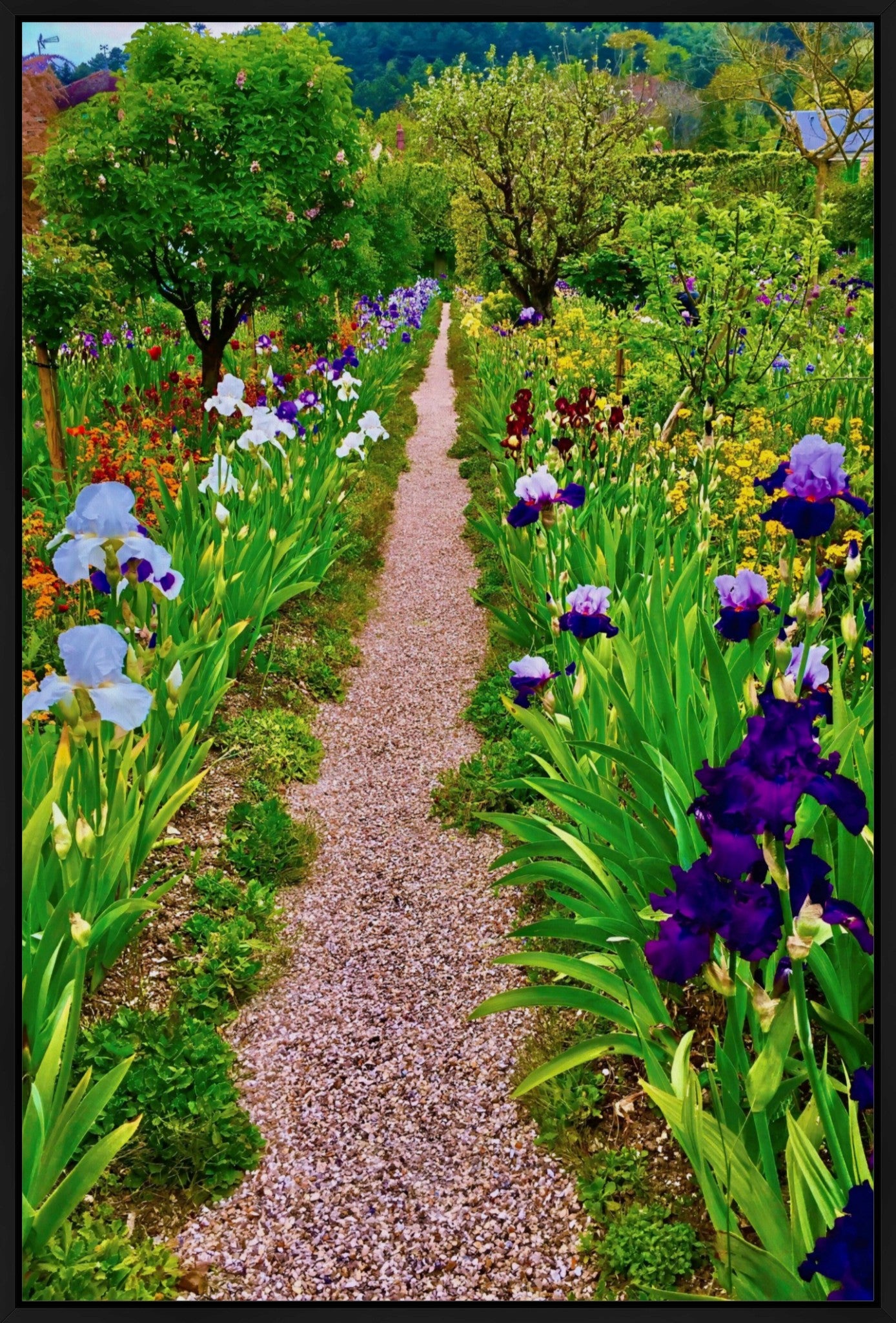 The Iris Parade - Canvas