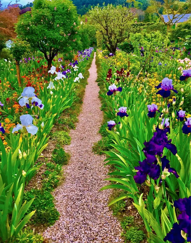 In Claude Monet's Garden: The Iris Parade - Fine Art