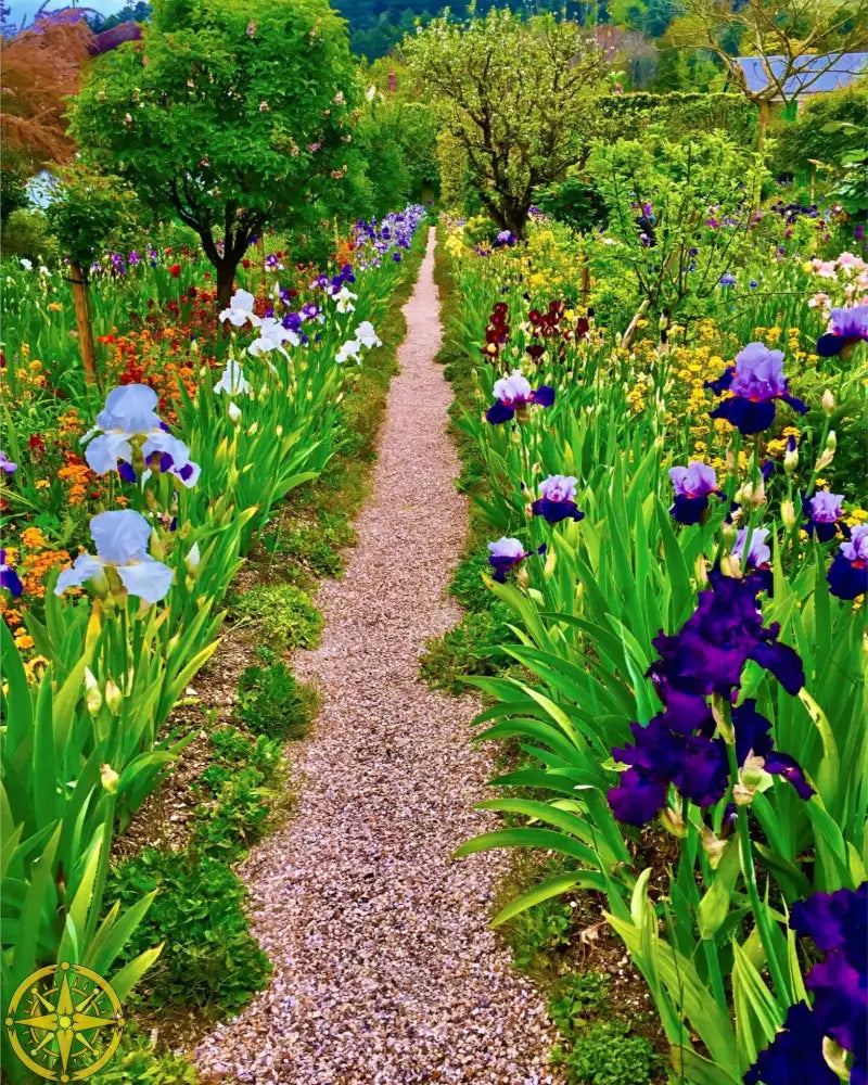 In Claude Monet's Garden: The Iris Parade - Fine Art