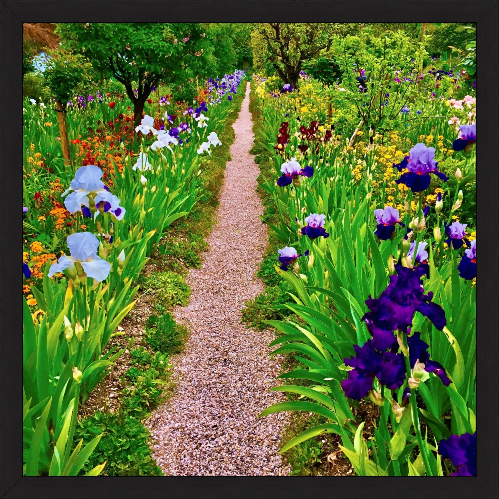 The Iris Parade - Fine Art