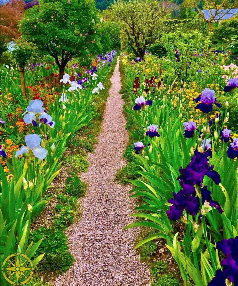 In Claude Monet's Garden: The Iris Parade - Fine Art