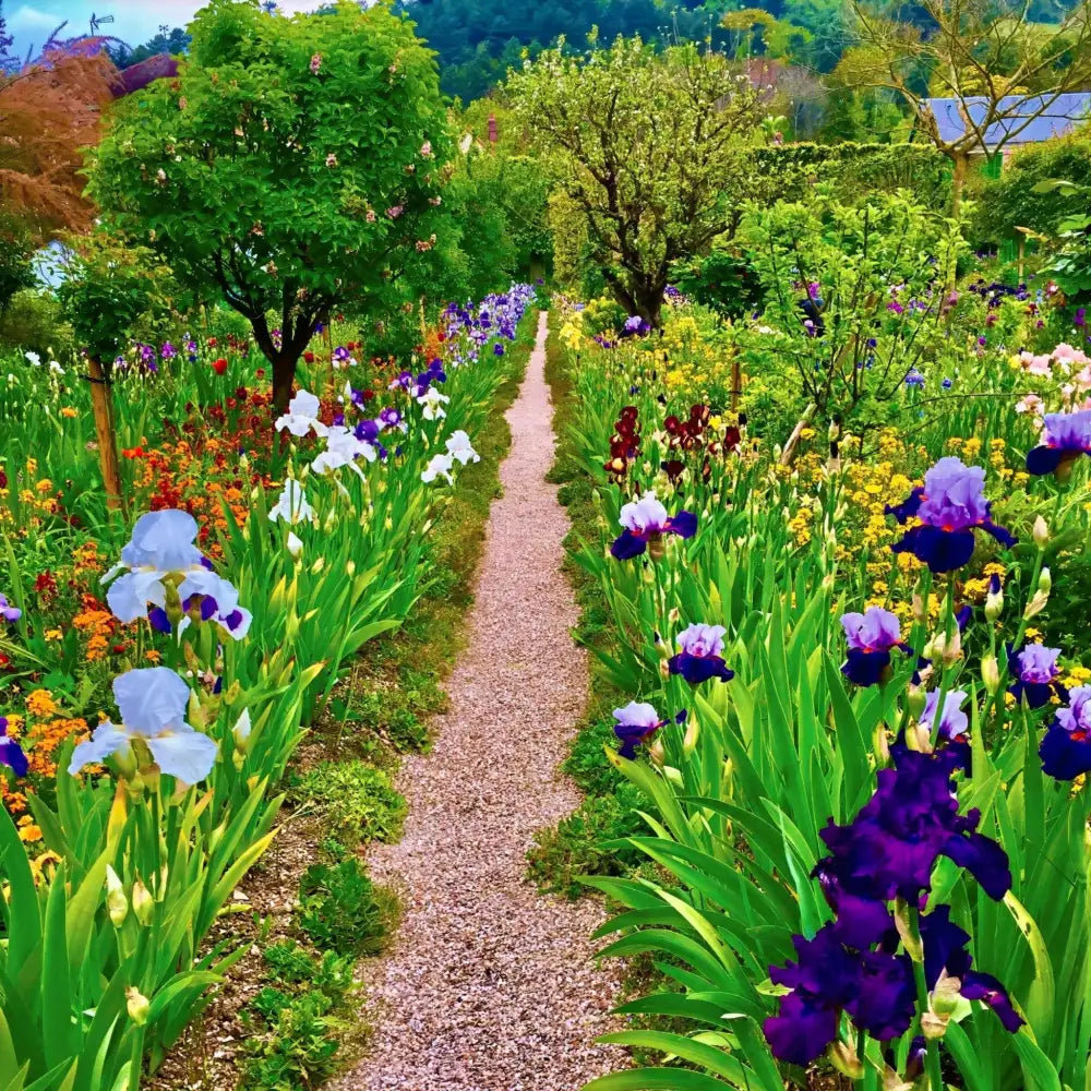 In Claude Monet's Garden: The Iris Parade - Fine Art