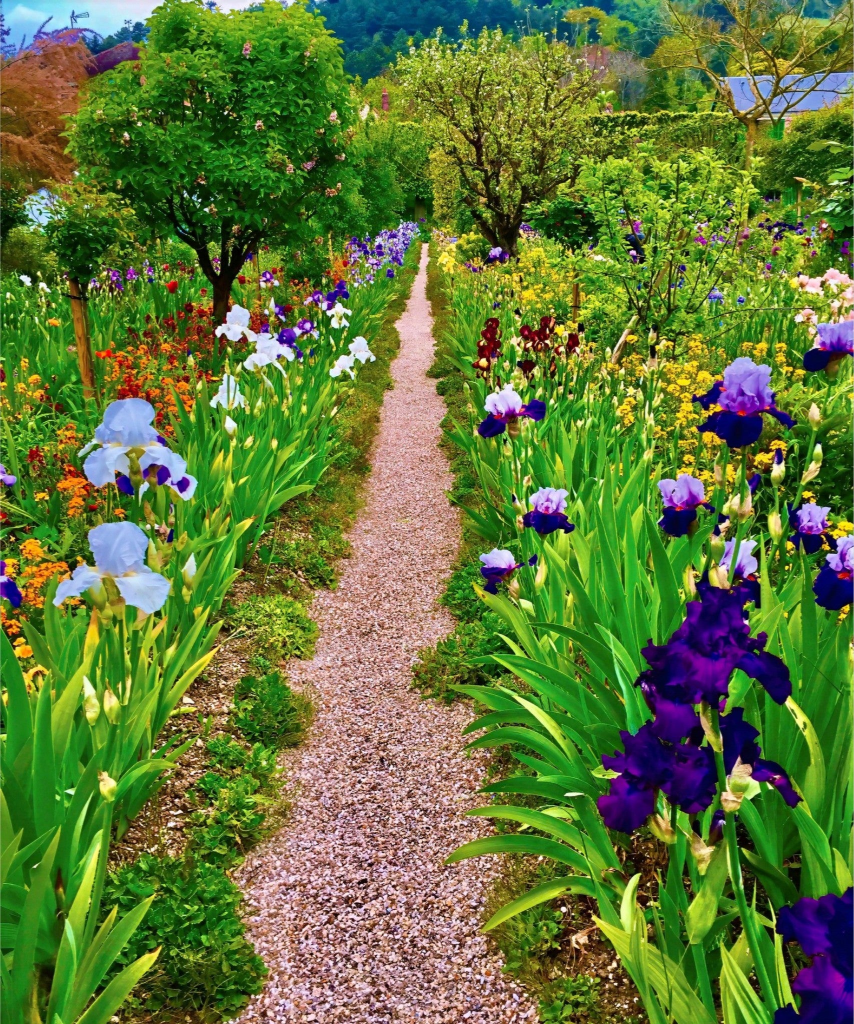 The Iris Parade - Fine Art