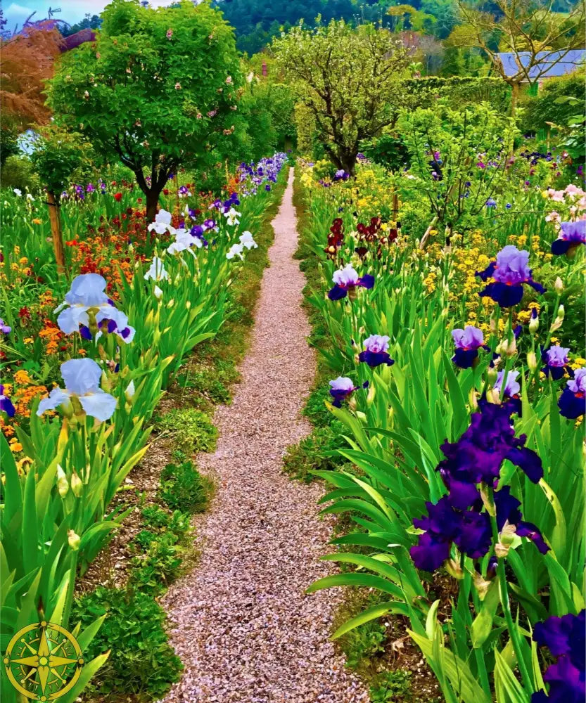 In Claude Monet's Garden: The Iris Parade - Fine Art