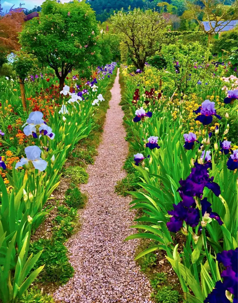 In Claude Monet's Garden: The Iris Parade - Fine Art