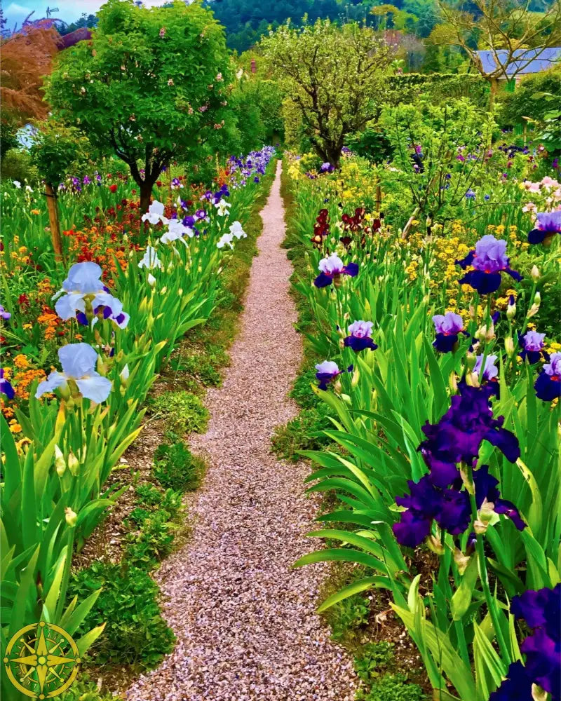 In Claude Monet's Garden: The Iris Parade - Fine Art