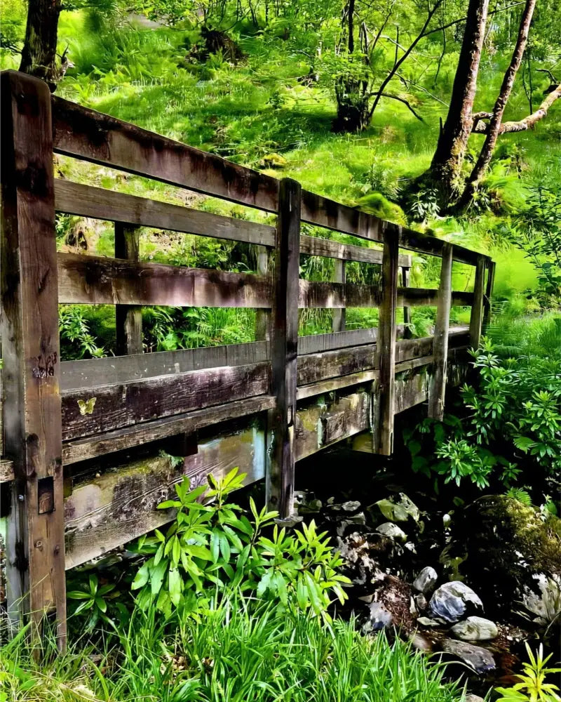 Welcoming Bridge Exploring Pitlochry Forest - Fine Art