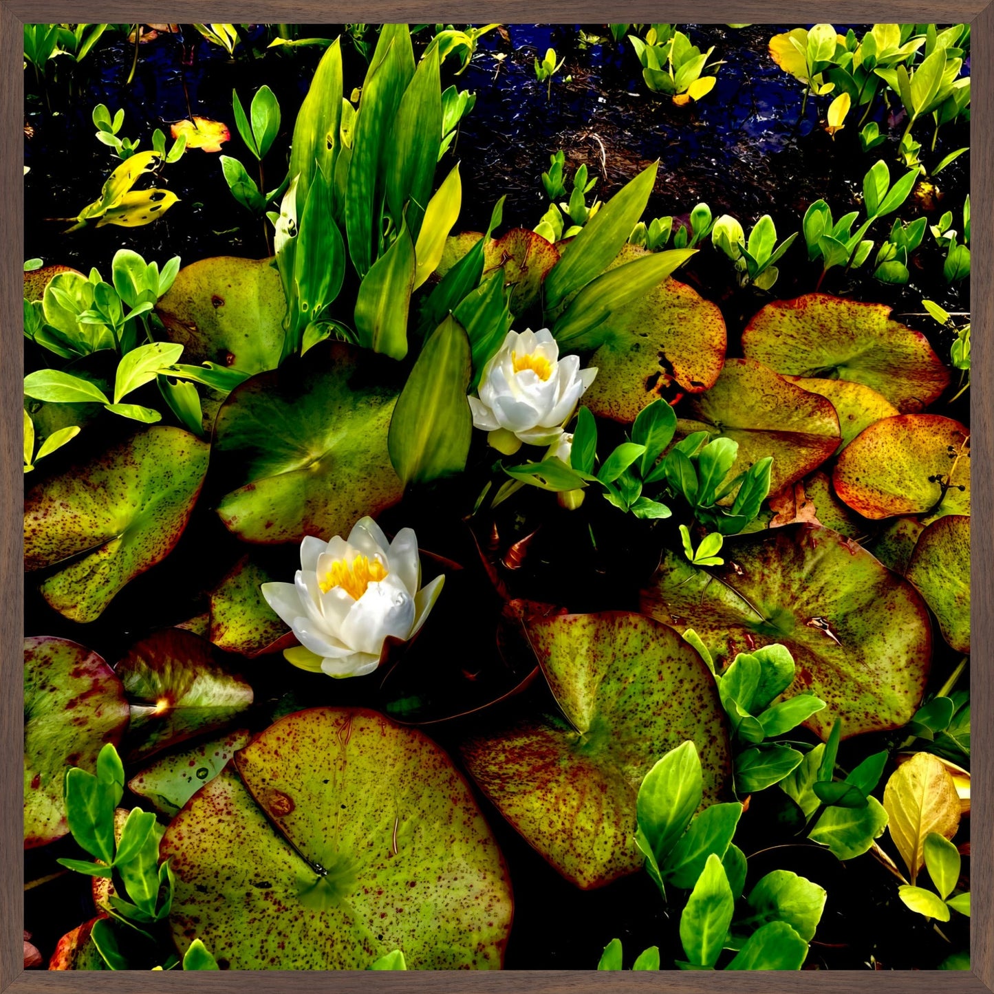 Craig's White Water Lilies - Fine Art