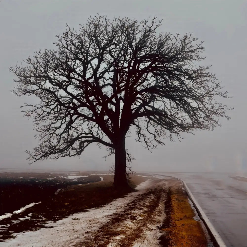 Tree in Fog - Metal