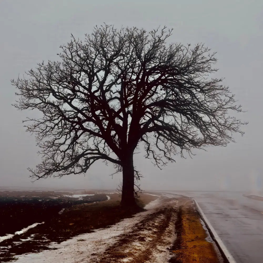 Tree in Fog - Acrylic