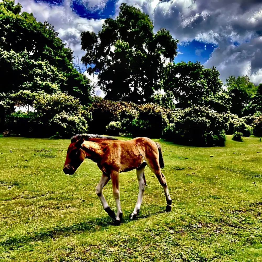 Little One Venturing Out in the New Forest - Acrylic