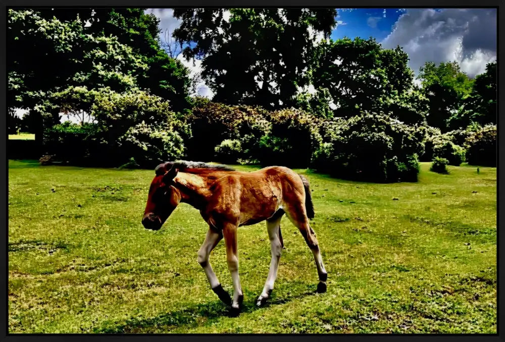 Little One Venturing Out in the New Forest - Canvas