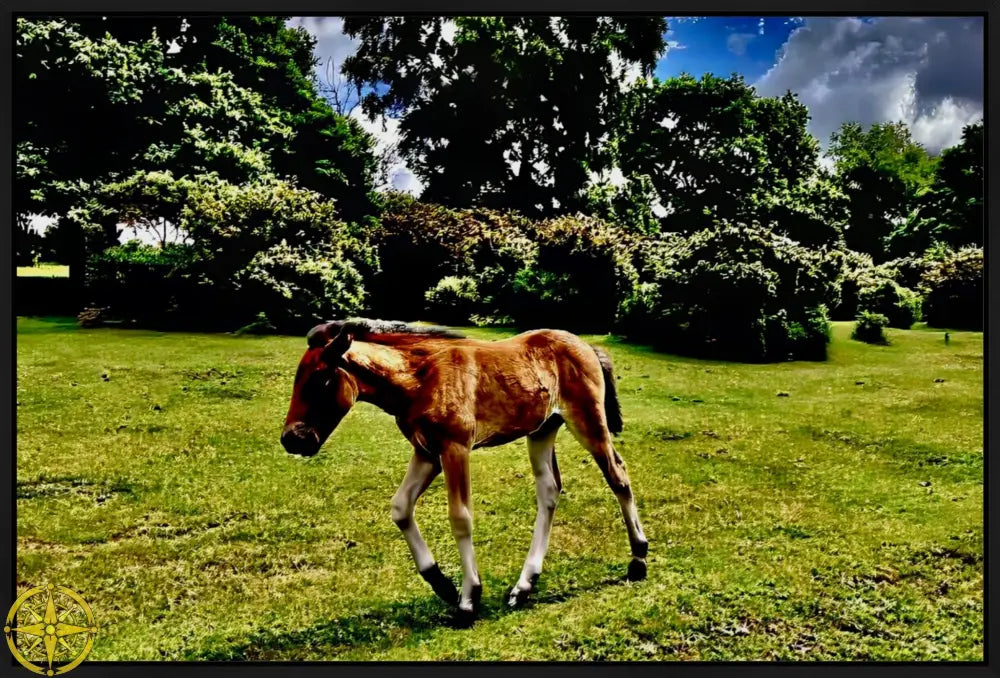 Little One Venturing Out in the New Forest - Canvas