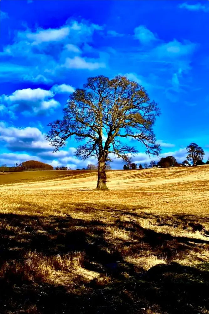 Tree in Field - Metal