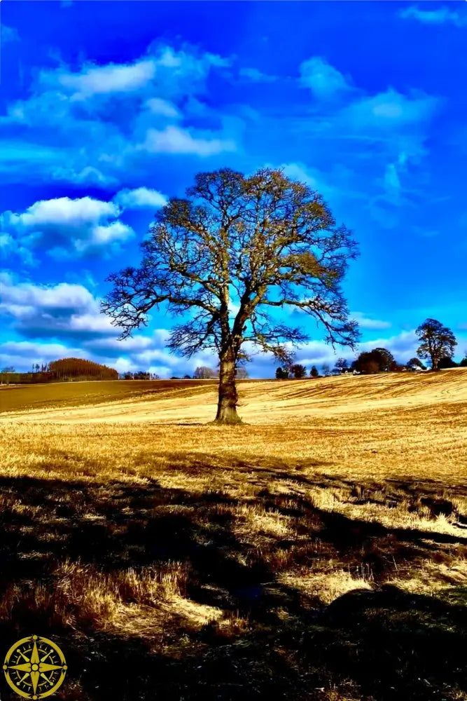 Tree in Field - Metal