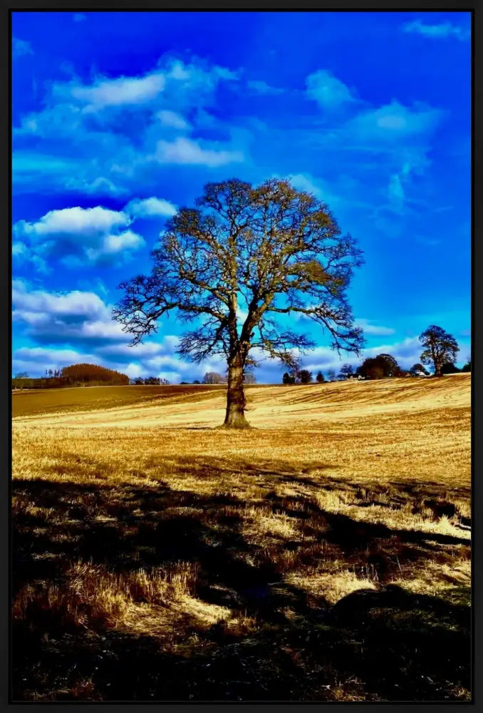 Tree in Field - Canvas