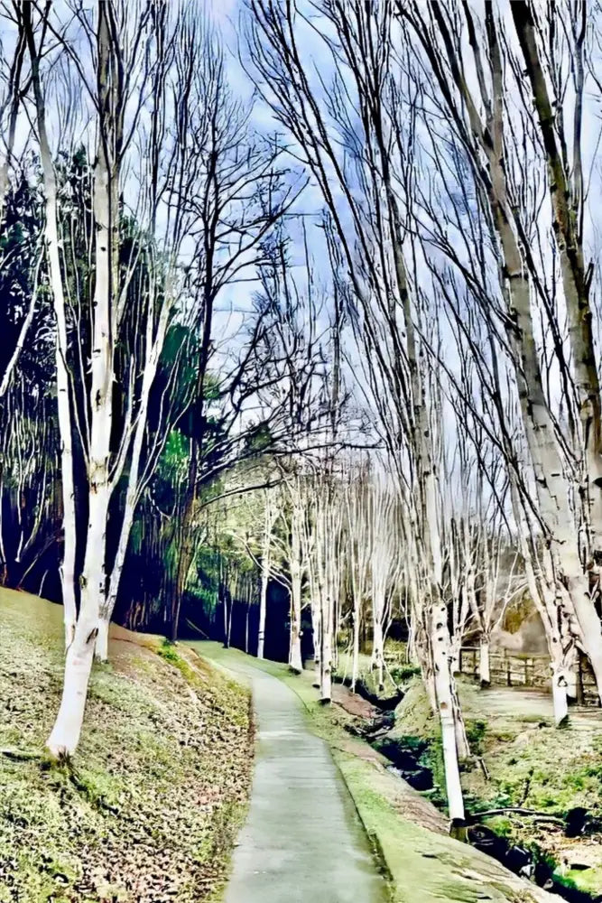 Cathedral of Birches in Winter - Metal