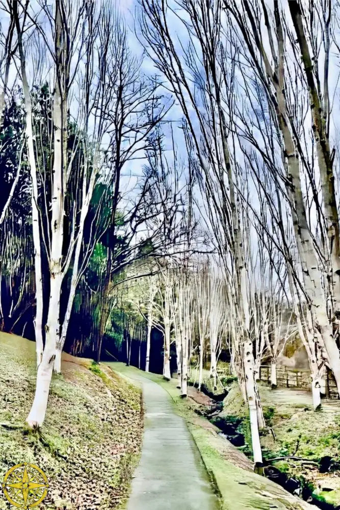 Cathedral of Birches in Winter - Metal