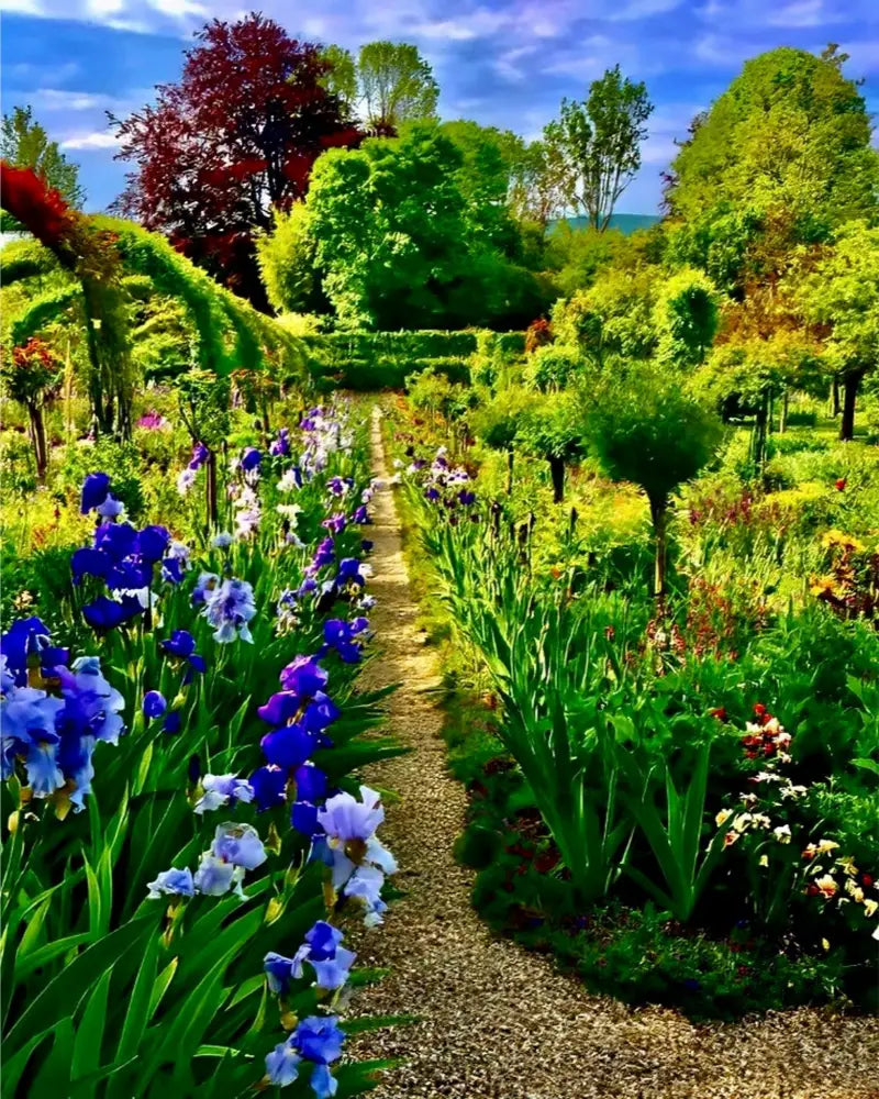 In Claude Monet's Garden: Path of Irises - Fine Art