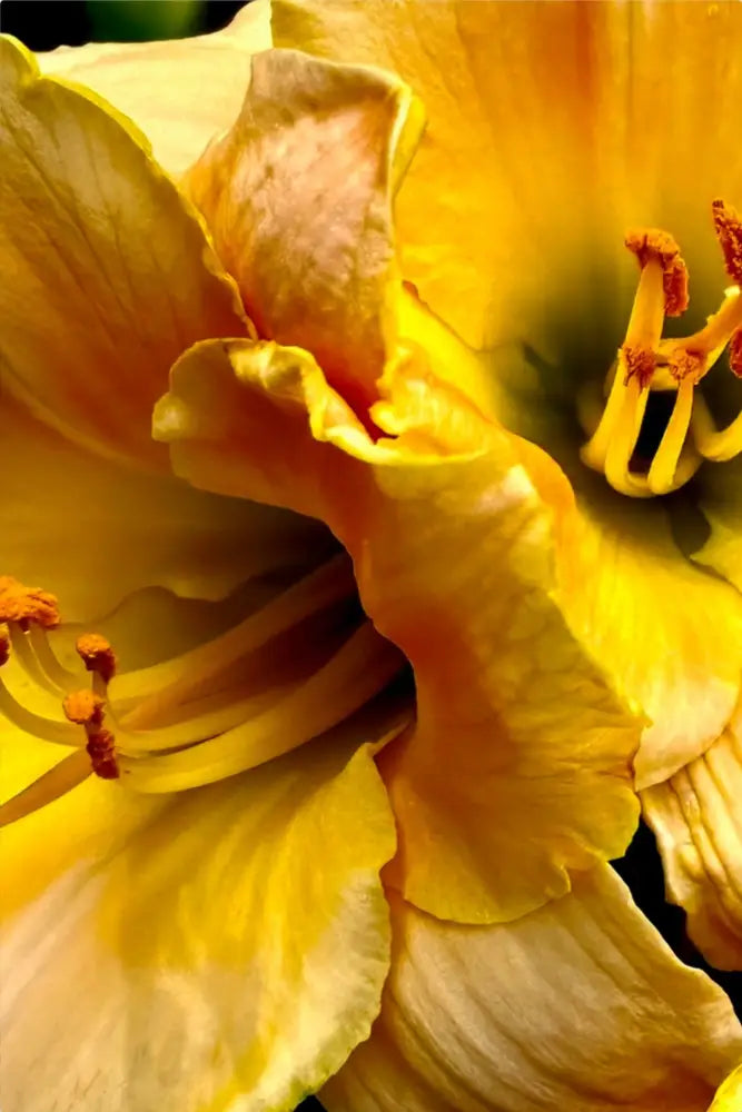 Lily: A Study in Peach and Yellow - Metal