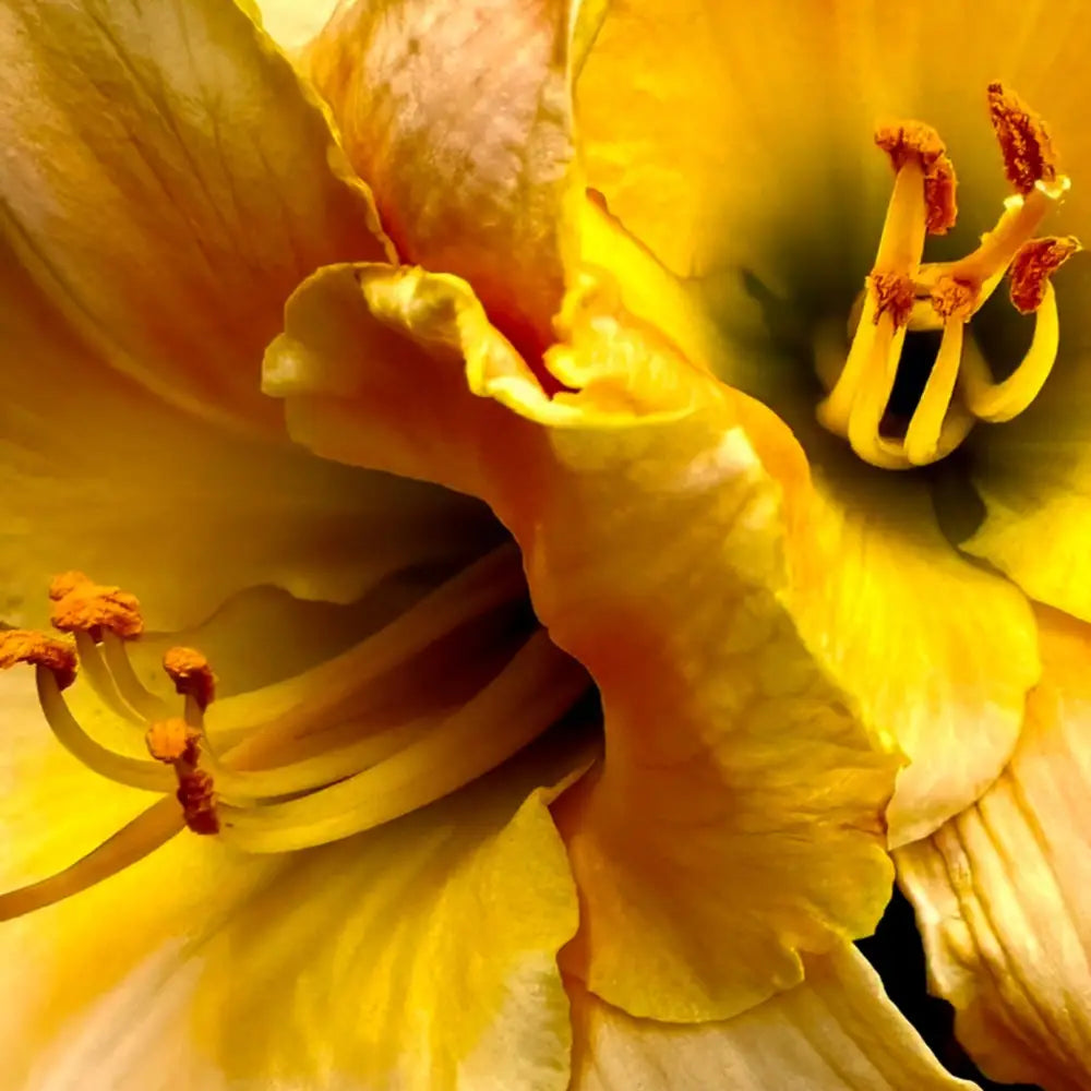 Lily: A Study in Peach and Yellow - Acrylic