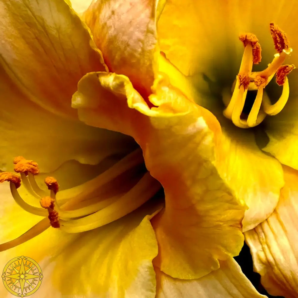 Lily: A Study in Peach and Yellow - Acrylic