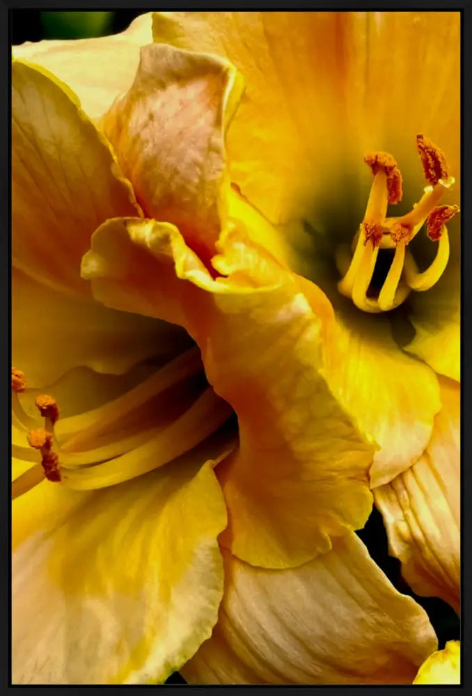 Lily: A Study in Peach and Yellow - Canvas