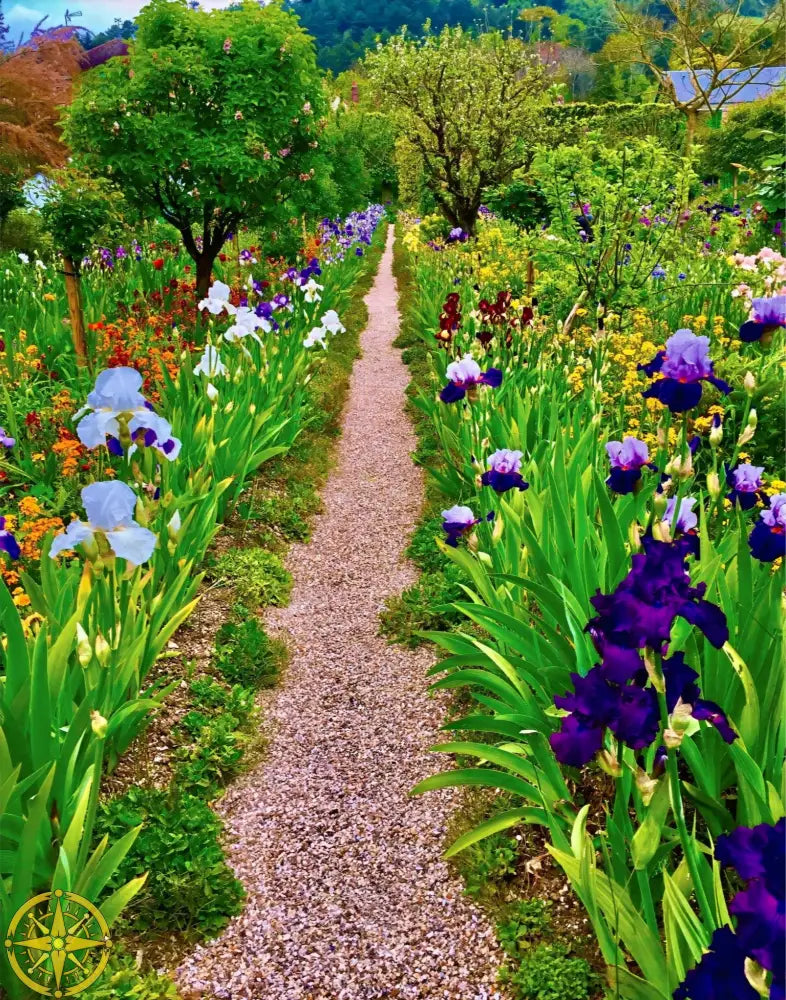 In Claude Monet's Garden: The Iris Parade - Fine Art