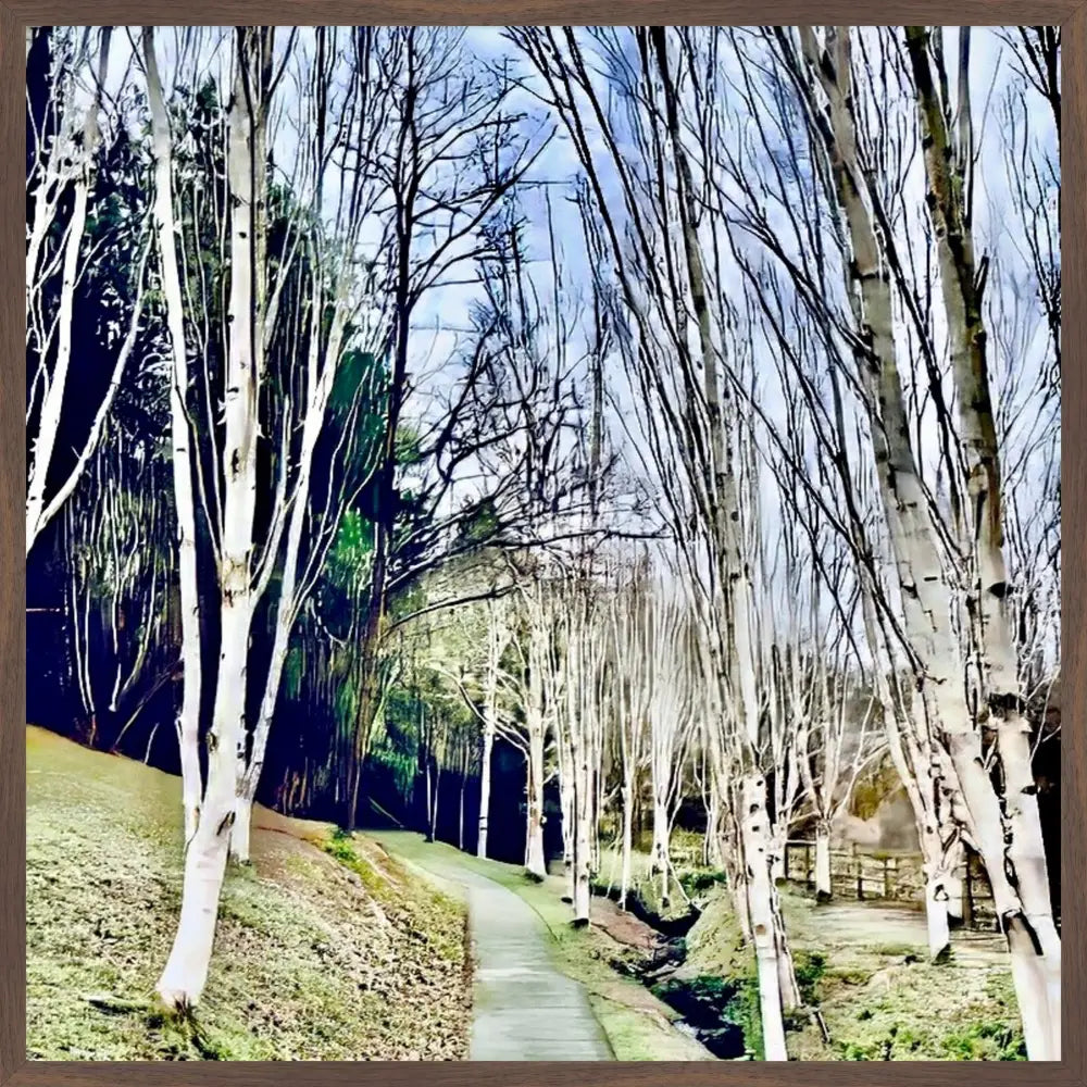 Cathedral of Birches in Winter - Fine Art