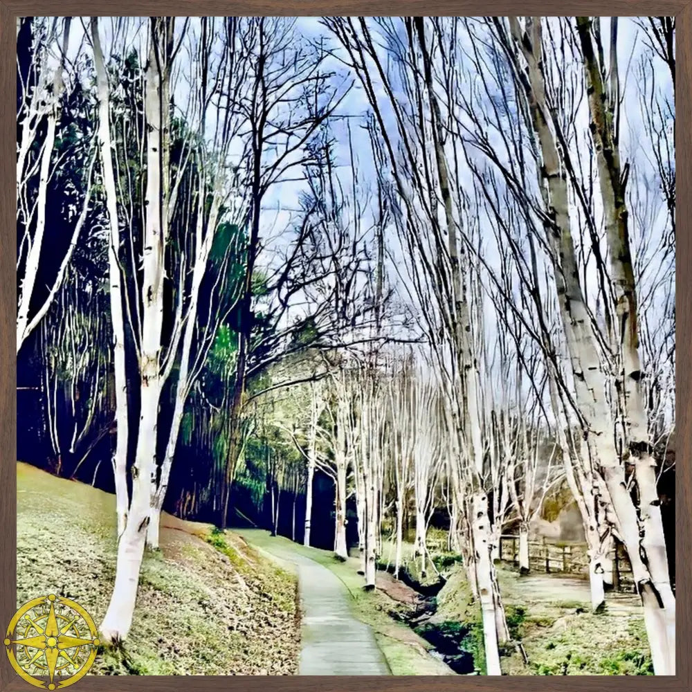 Cathedral of Birches in Winter - Fine Art