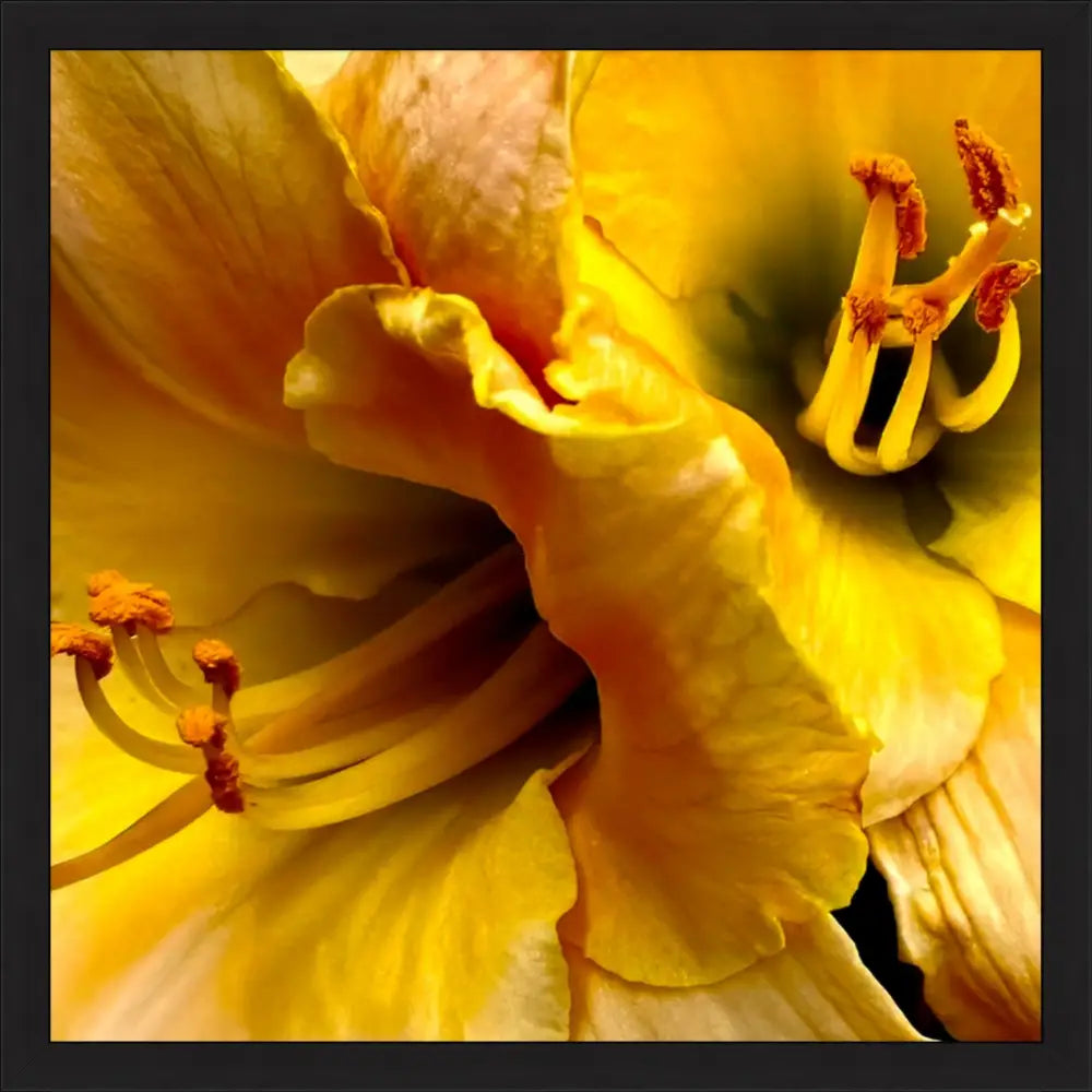 Lily: A Study in Peach and Yellow - Fine Art