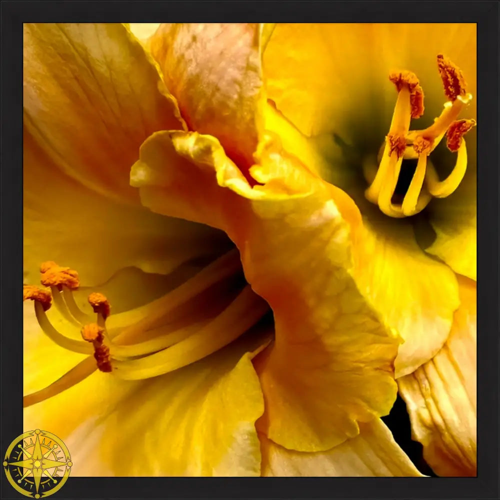 Lily: A Study in Peach and Yellow - Fine Art