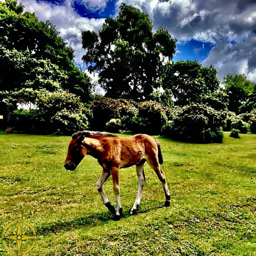 Little One Venturing Out in the New Forest - Fine Art