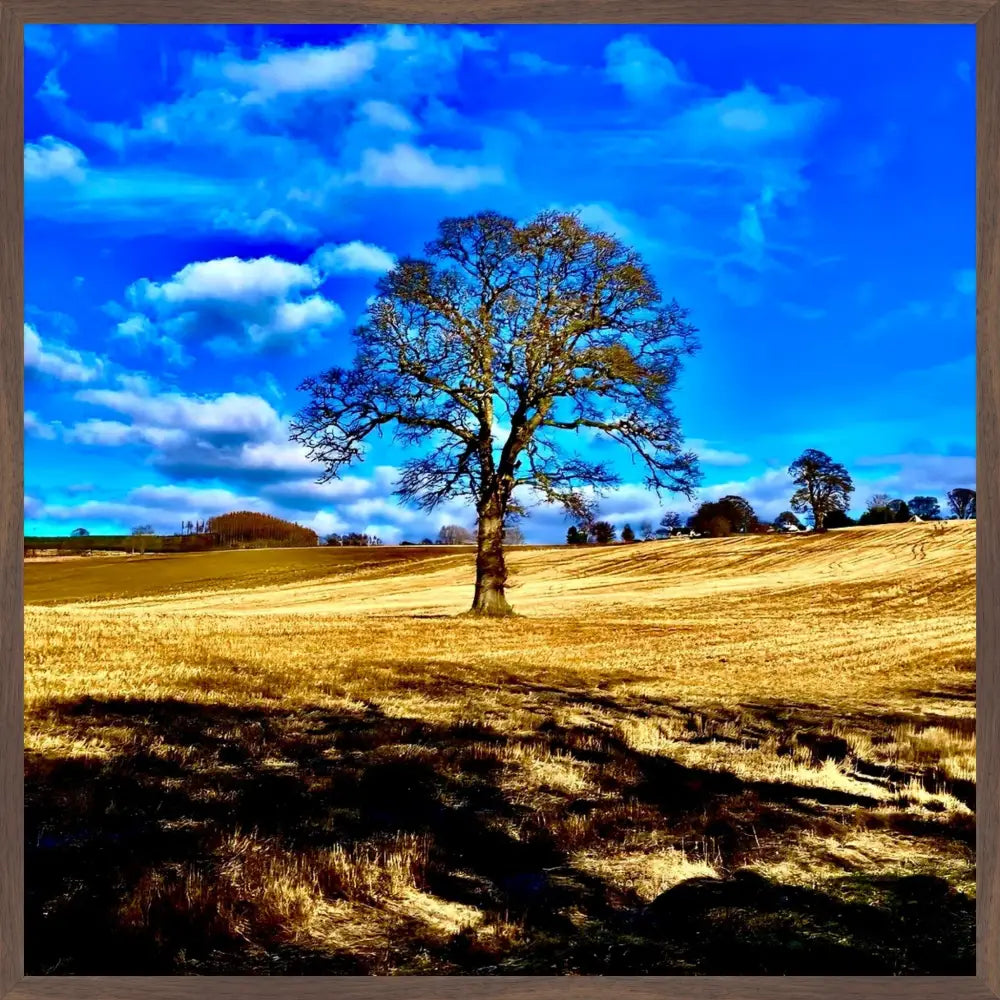 Tree in Field - Fine Art