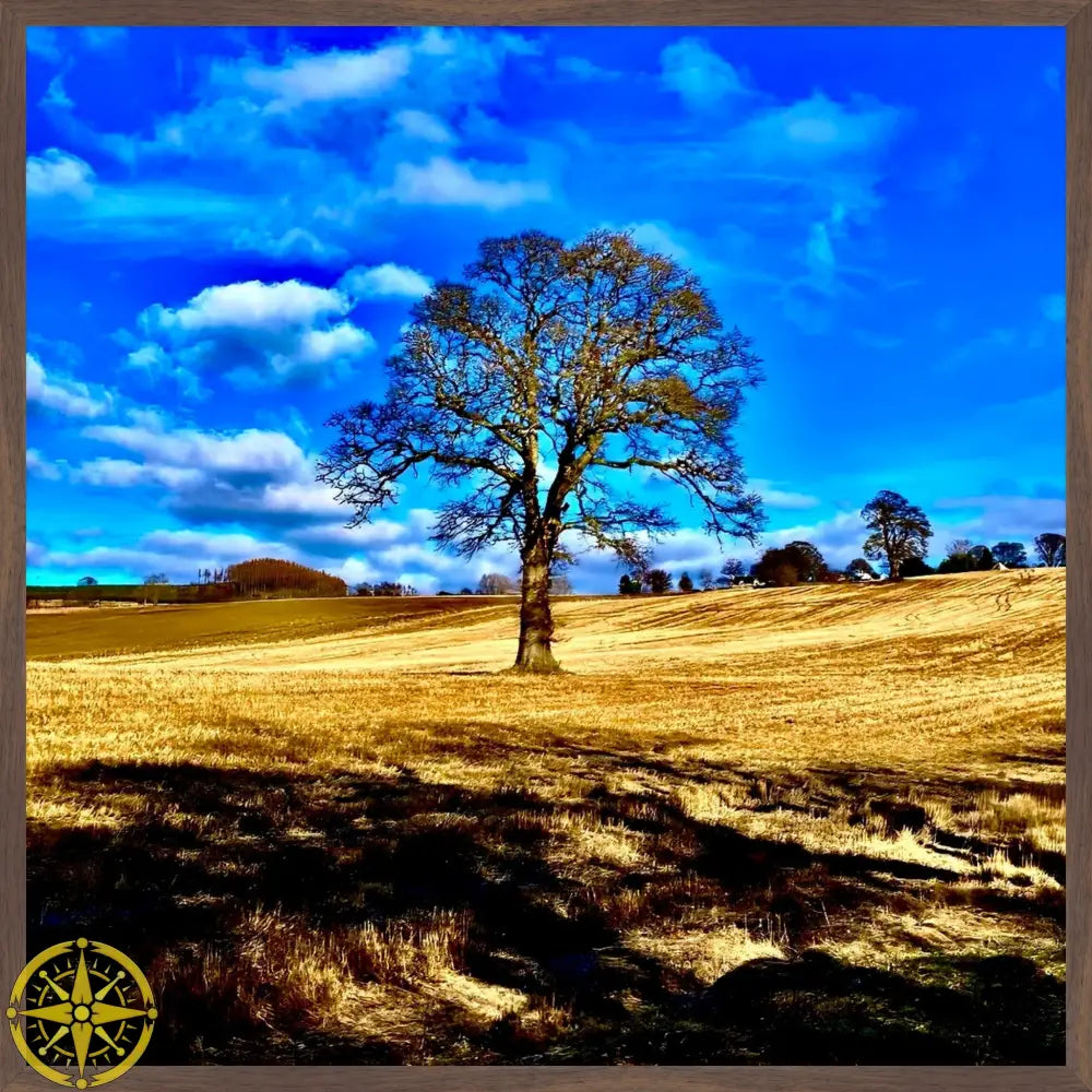 Tree in Field - Fine Art