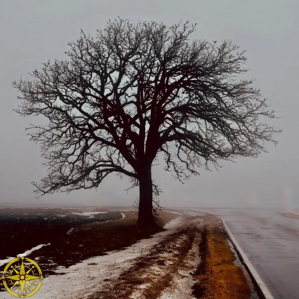 Tree in Fog - Fine Art