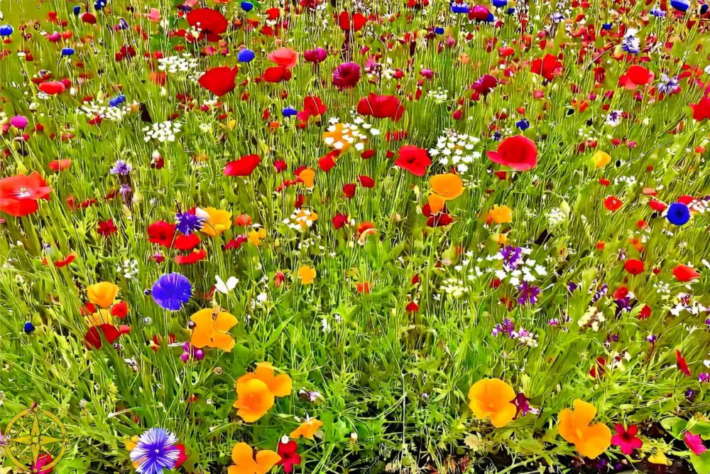 Kaleidoscope of Late Spring Color - Metal