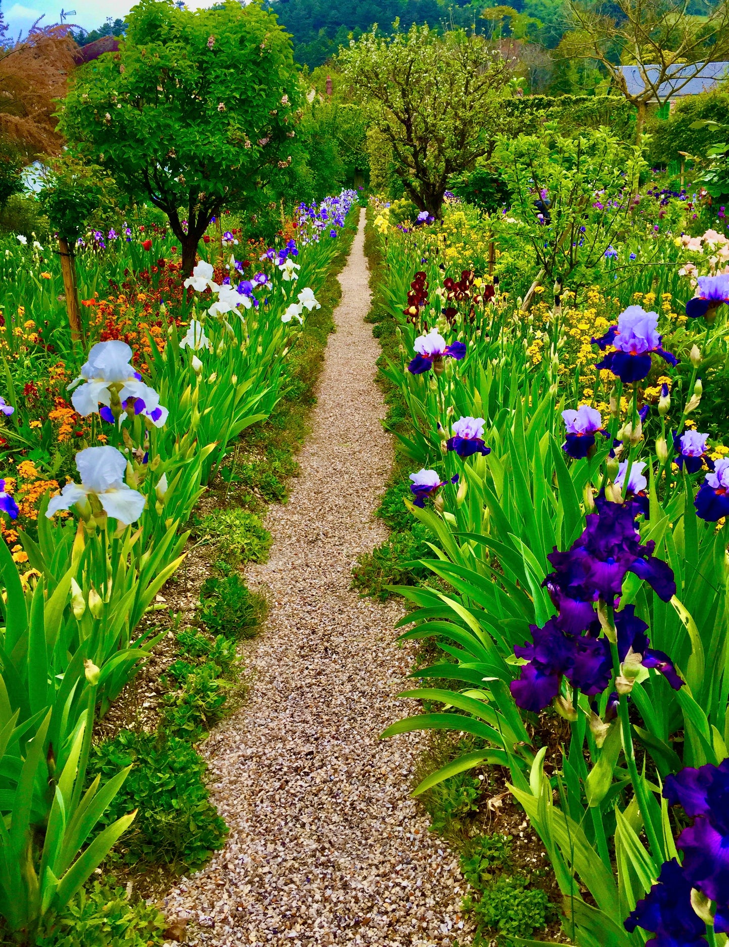 Path of Painted Petals