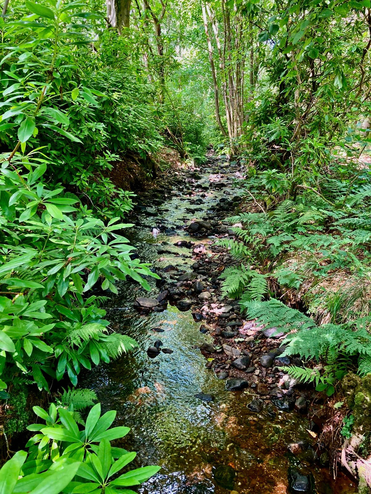 Euphonious Stream