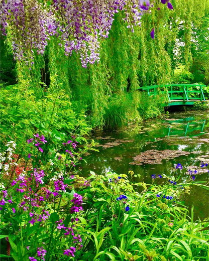Monet's Water Garden - Fine Art