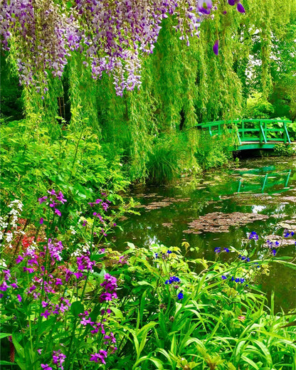 Monet's Water Garden - Fine Art